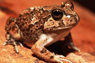 Spencer's burrowing frog