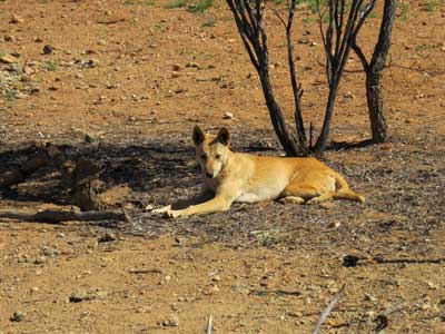 do dingoes bark