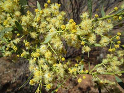 Victoria elegant wattle