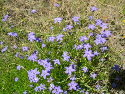 Native bluebells