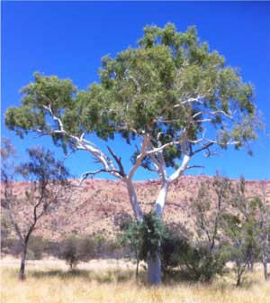 Ghost gum