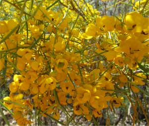 desert cassia shrub