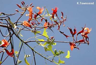 Bean batwing coral tree