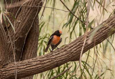 Red-capped robin