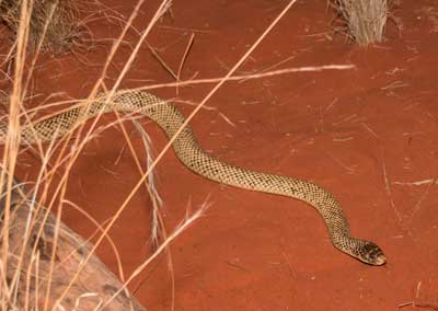 desert snake black head