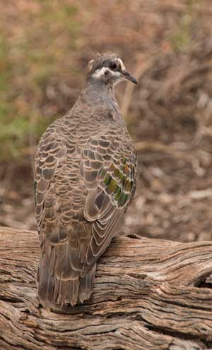 Common Bronzewing Alice Springs Desert Park