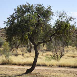 Fork-leaved corkwood