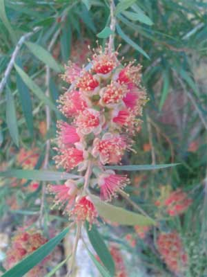 Desert bottlebrush