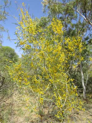 Colony wattle