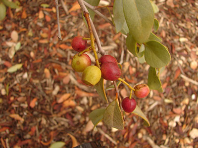 Bush Plum