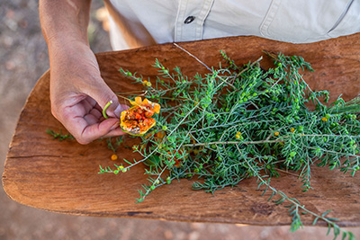 Bushfood tour