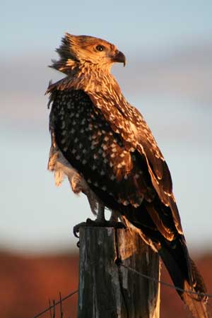 Whistling kite