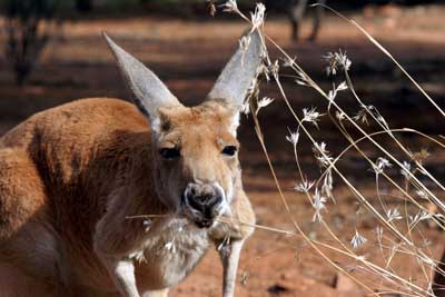 red kangaroo habitat