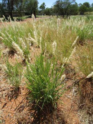 Wooly oat grass