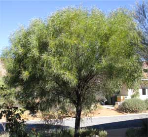 Sickle leaf wattle