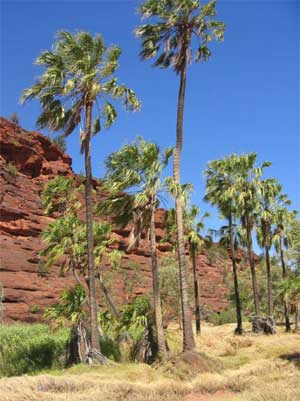 Red cabbage palm