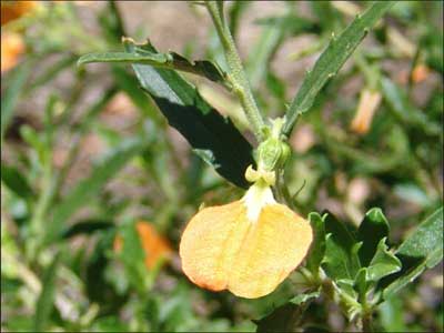 Orange spadeflower