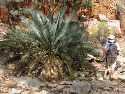 MacDonnell Range cycad