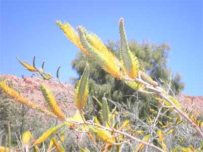 Honey grevillea