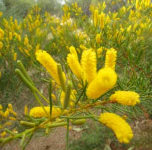 Flying saucer bush