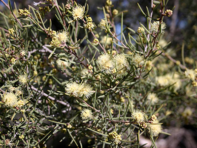 Desert honey myrtle or inland tea tree