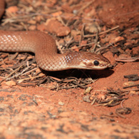 Snake on the ground near rocks