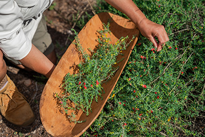 Bushfood tour