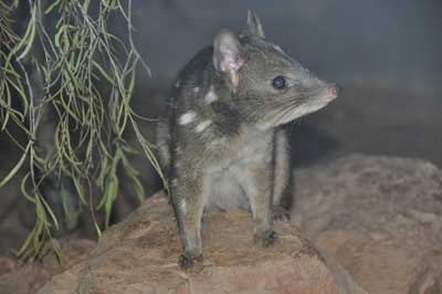Western quoll