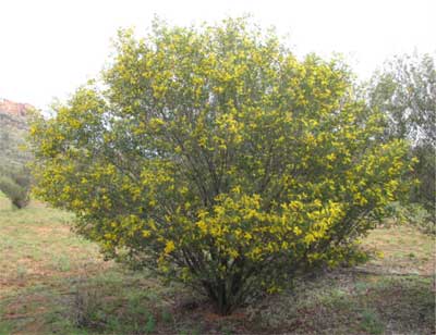 Whitchetty bush