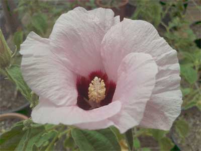 Low desert rose