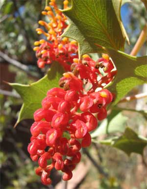 Holly grevillea