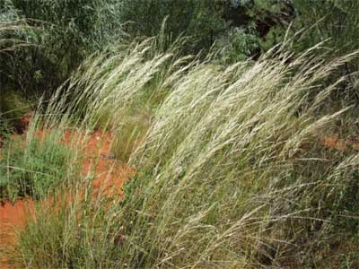 Feathertop spinifex