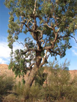 Desert bloodwood