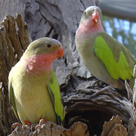 Close up picture of two Princess Parrots in a trees