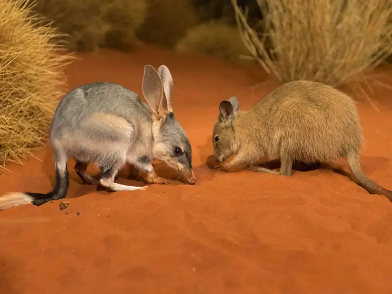 Nocturnal house bilby Alice Springs Desert Park