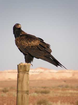 Wedge-tailed eagle