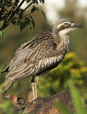 Bush stone curlew