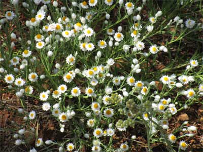 White paper daisy