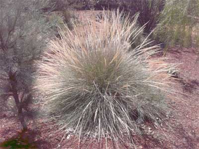 Sandstone spinifex