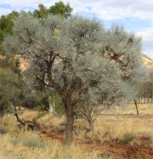 Long leaved corkwood