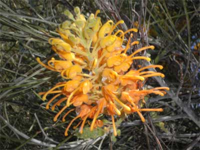 Desert honeysuckle grevillea