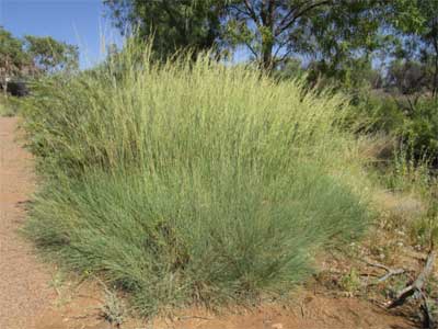 Bull spinifex