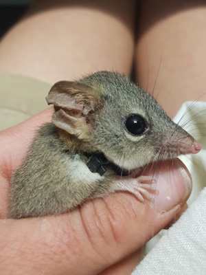 Red Tailed Phascogale
