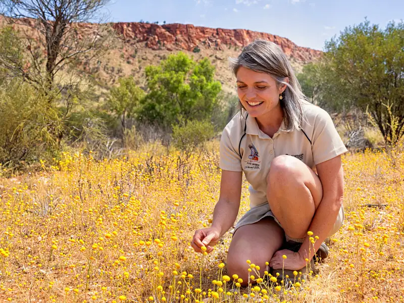 Wild flowers Alice Springs Desert Park