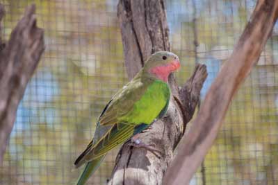 Princess parrot