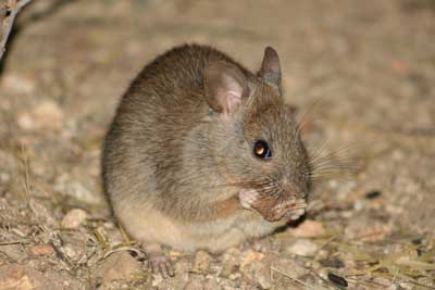 Greater stick nest rat