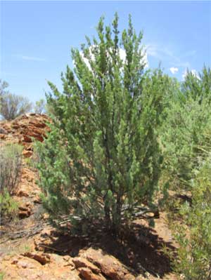 White cypress pine