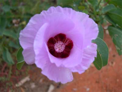 Sturt's desert rose