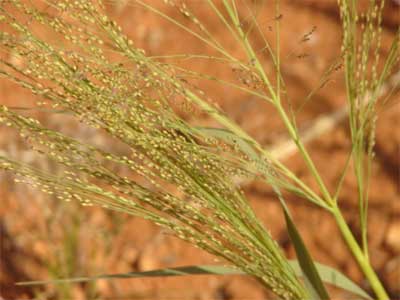 Native millet - Alice Springs Desert Park