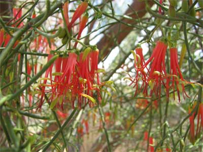 Harlequin mistletoe